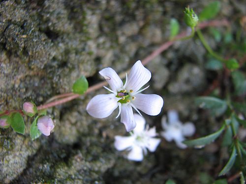 Samolus repens